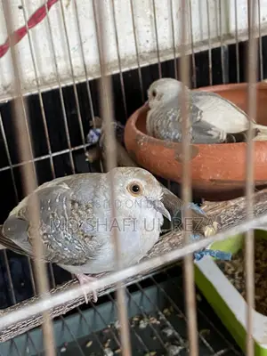 Diamond Dove Pair, 2 Pieces, 700 Taka, Birds 100% Active