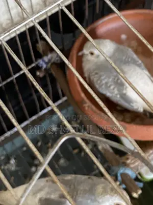 Diamond Dove Pair, 2 Pieces, 700 Taka, Birds 100% Active