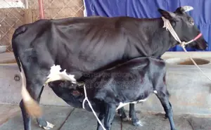 ১৬৯১নং পোষার জন্য নিঃসন্ধেহে গাভী গরু কিনুন ।