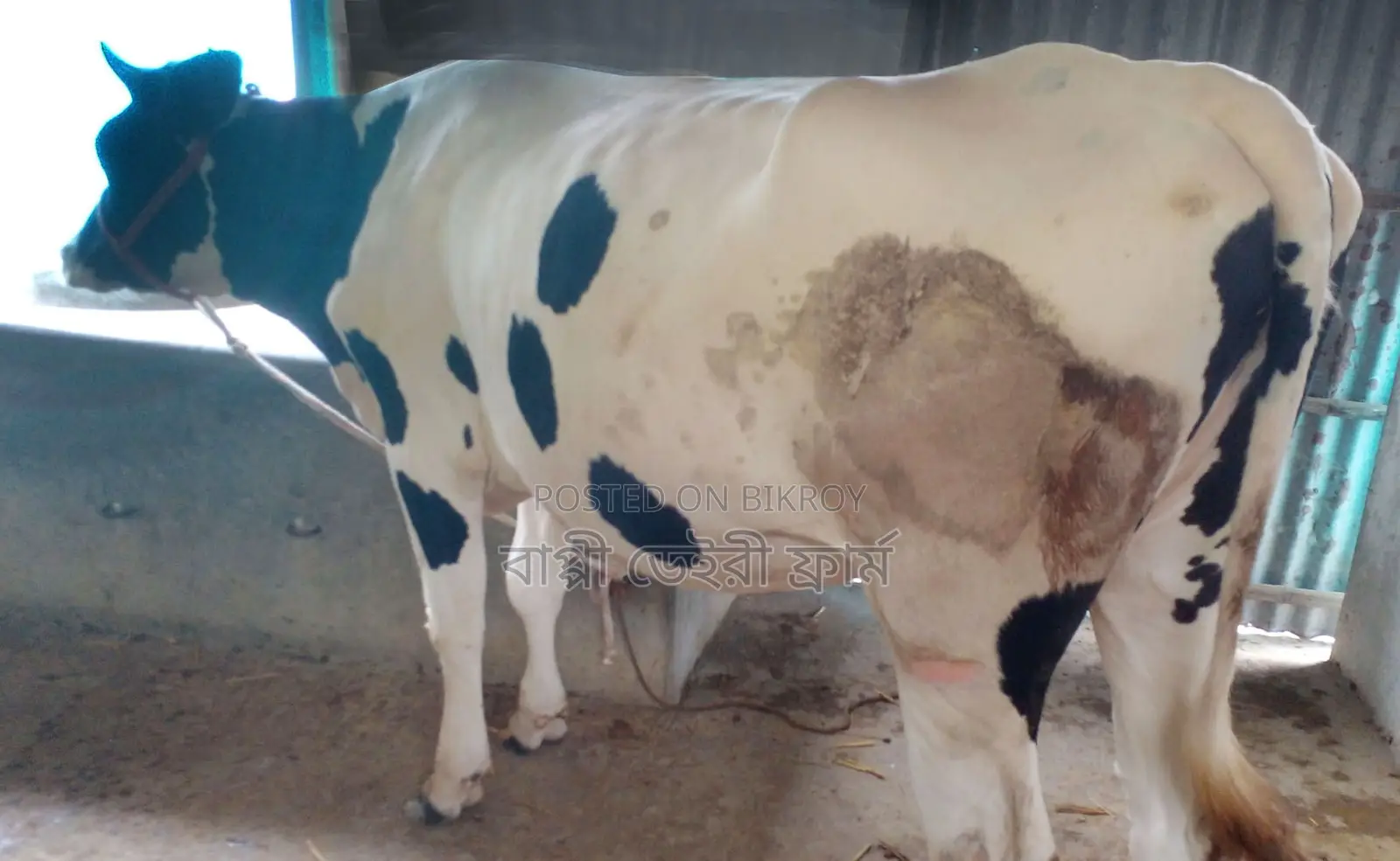 ১৬৯২নং উন্নত জাতের গাভী গরু বিক্রয় হবে।