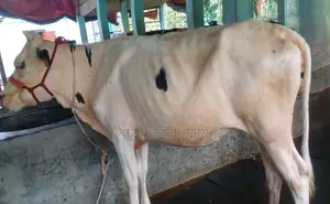 ১৬৯৩নং উন্নত জাতের ফ্রিজিয়ান বকনা বাছুর গরু ।