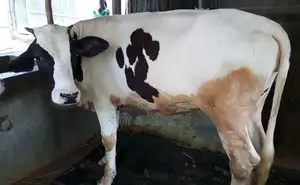 ১৬৯৪নং বকনা গরু বিক্রয় হবে ।
