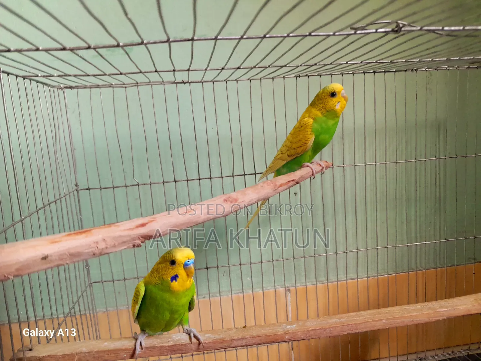 Get eggs and chicks as soon as you take them. Completely running pair of birds.