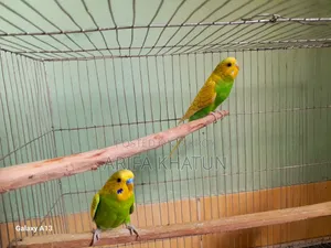 Get eggs and chicks as soon as you take them. Completely running pair of birds.