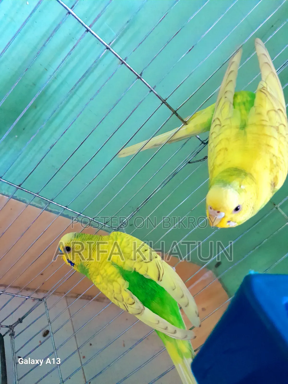 Get eggs and chicks as soon as you take them. Completely running pair of birds.