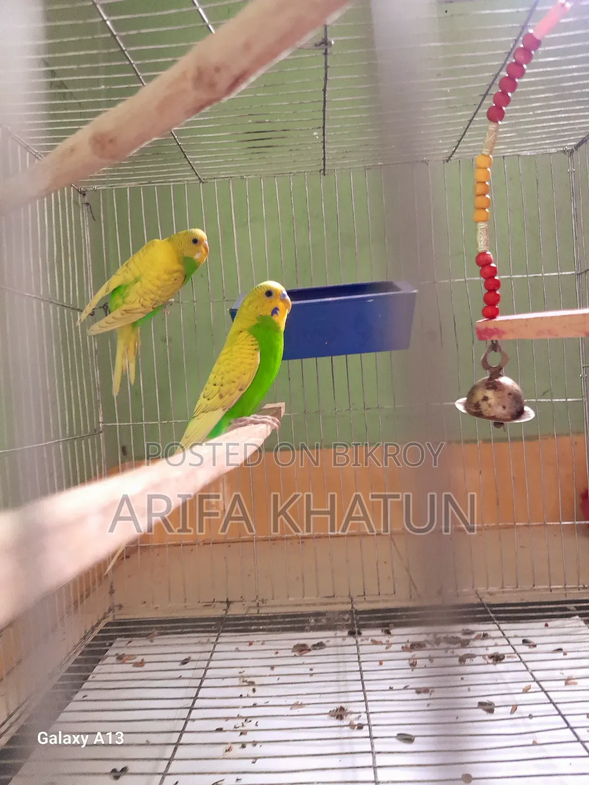 Get eggs and chicks as soon as you take them. Completely running pair of birds.