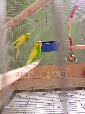 Get eggs and chicks as soon as you take them. Completely running pair of birds.