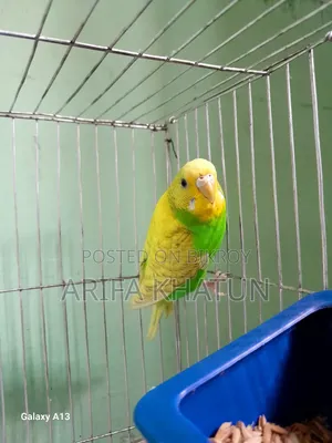 Get eggs and chicks as soon as you take them. Completely running pair of birds.