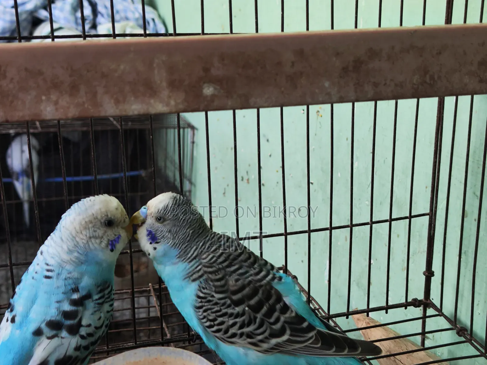 Budgerigar Pair