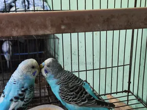 Budgerigar Pair