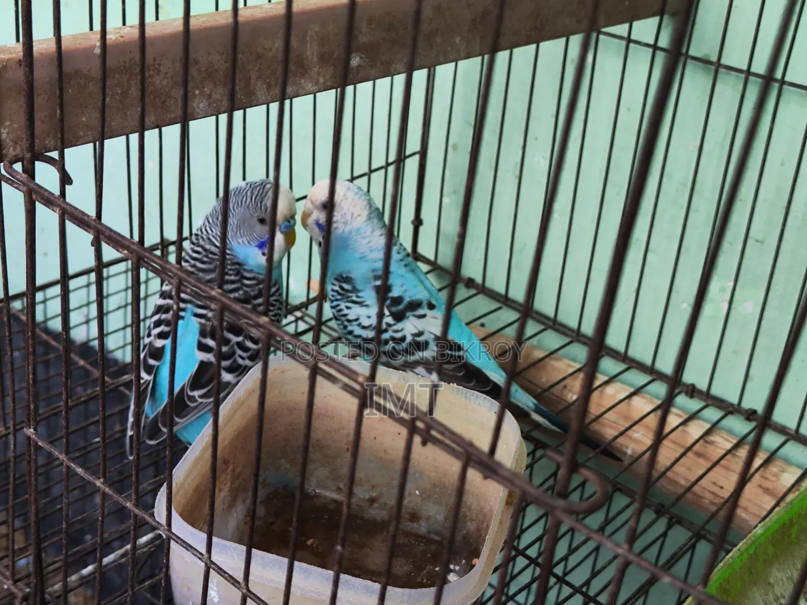 Budgerigar Pair