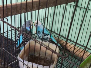 Budgerigar Pair