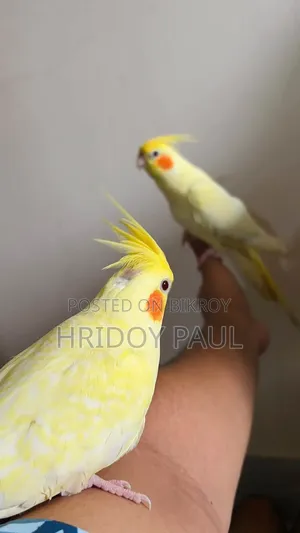Lutino Pearl New Adult