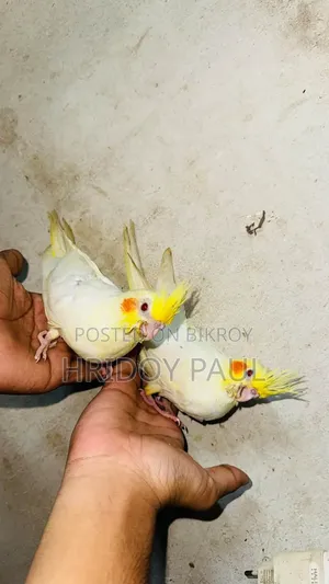 Lutino Pearl New Adult