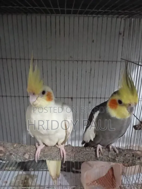 Running Cockatiel