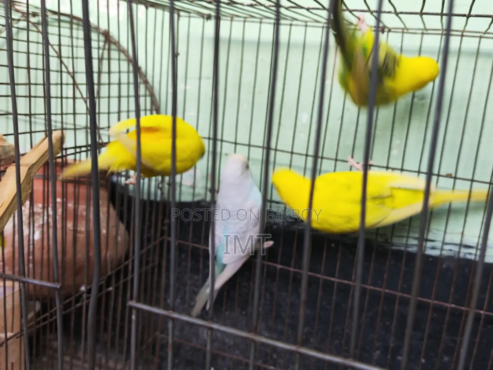 Budgerigar Bird