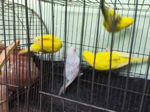 Budgerigar Bird
