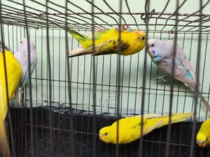 Budgerigar Bird