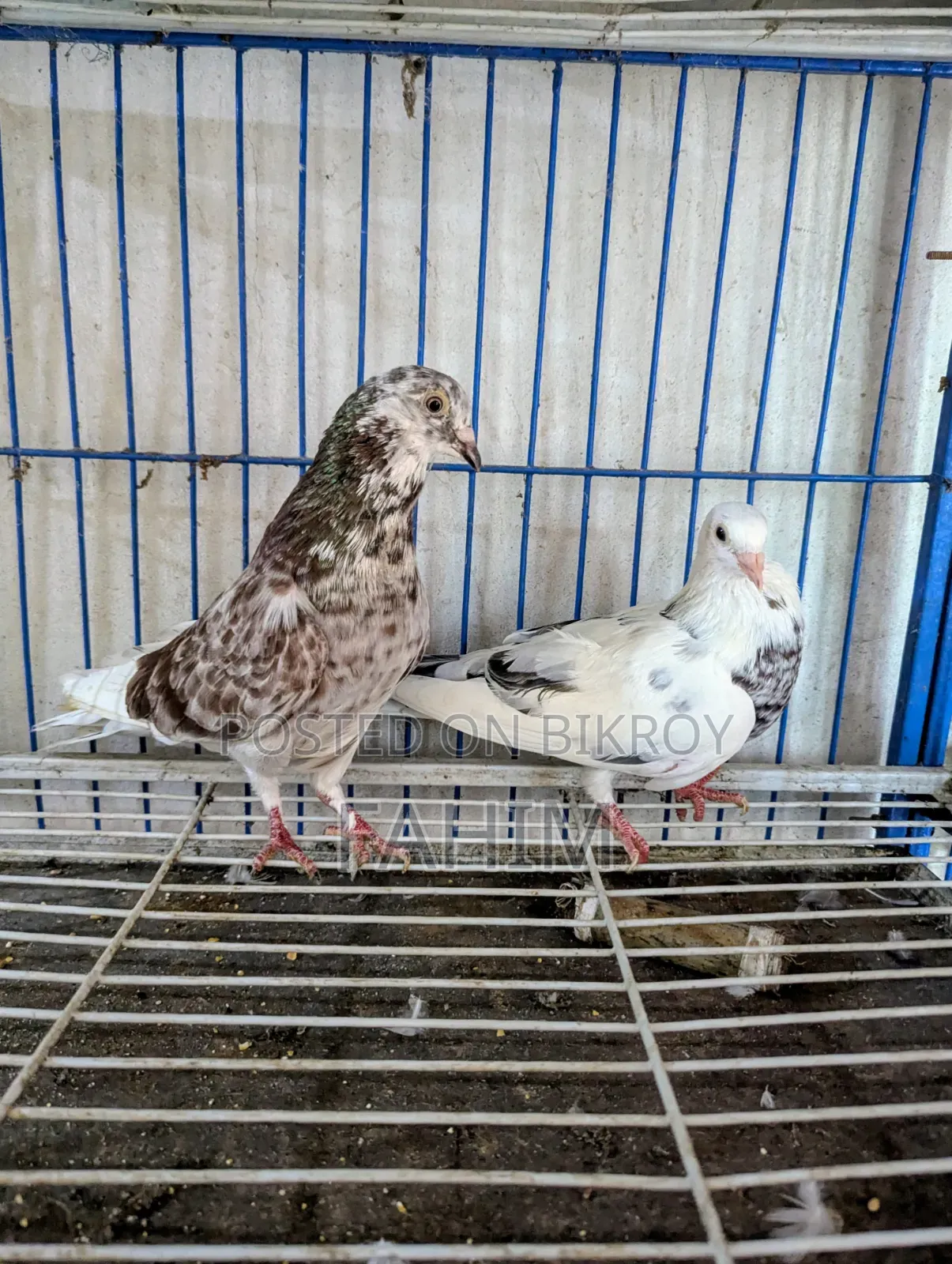 রেড চেকার গ্রিজেল