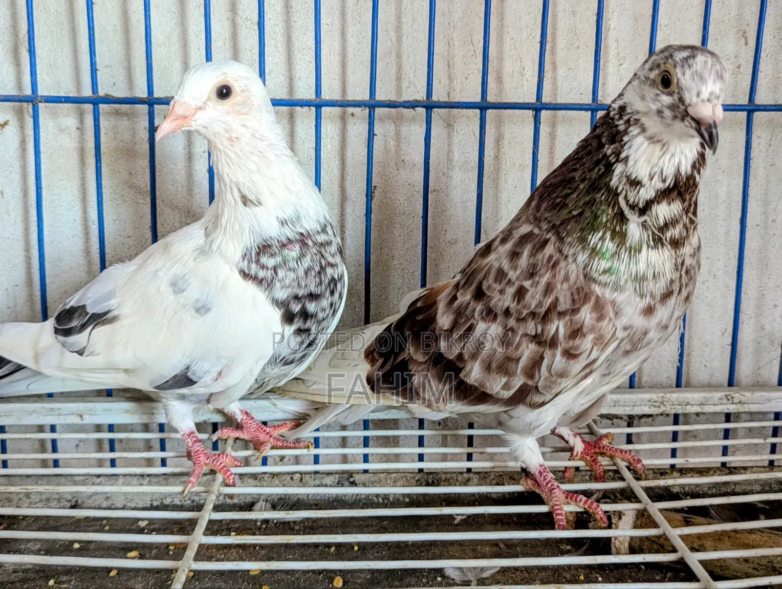 রেড চেকার গ্রিজেল