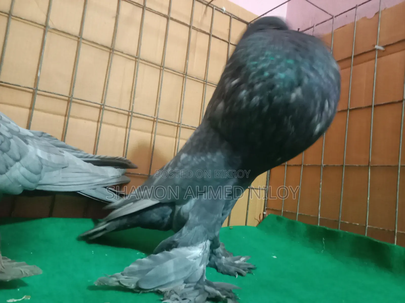 পোমেরিয়ান পাউটার রানিং পেয়ার