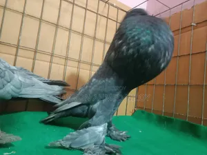 পোমেরিয়ান পাউটার রানিং পেয়ার