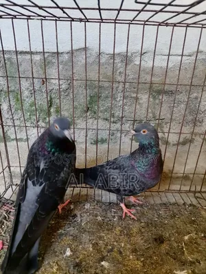 Will sell one pair of local pigeons
