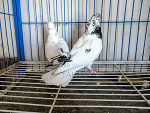 গিরিবাজ জোড়া