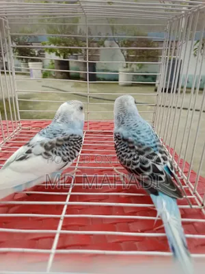 Mashallah a pair of budgerigar birds. Call to know details