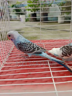 Mashallah a pair of budgerigar birds. Call to know details