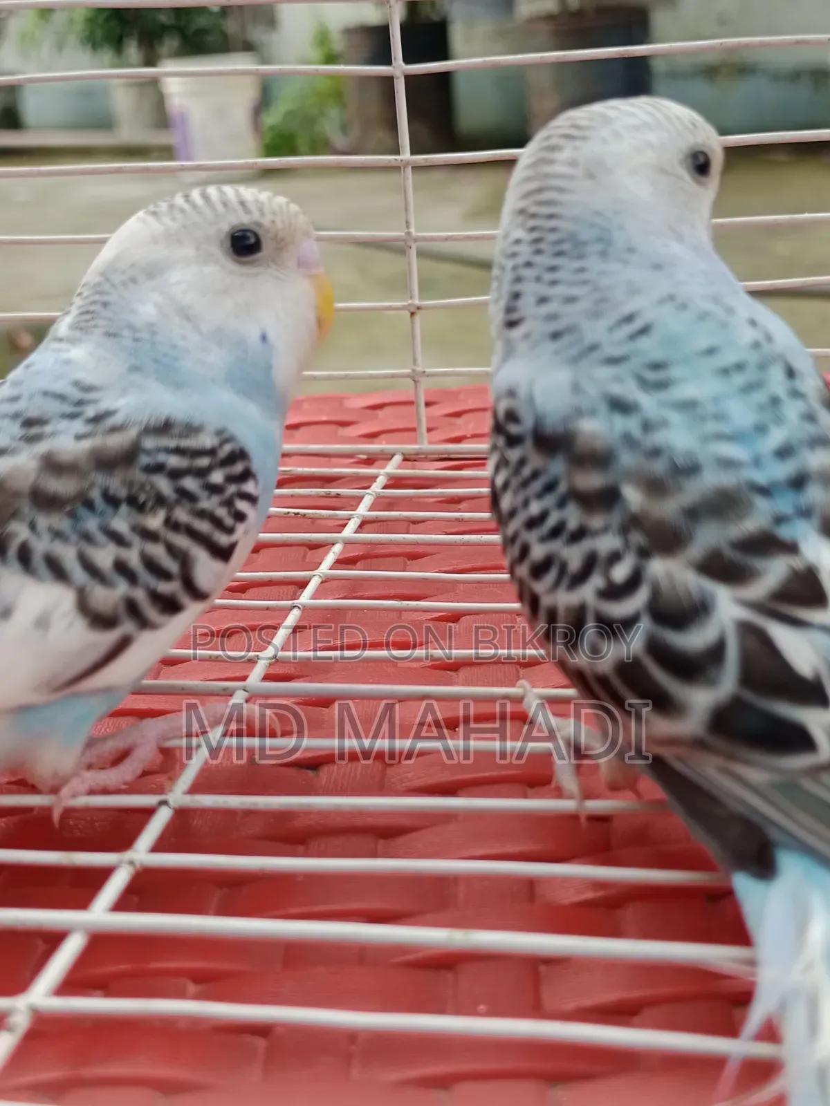Mashallah a pair of budgerigar birds. Call to know details