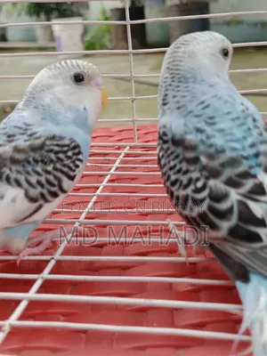 Mashallah a pair of budgerigar birds. Call to know details