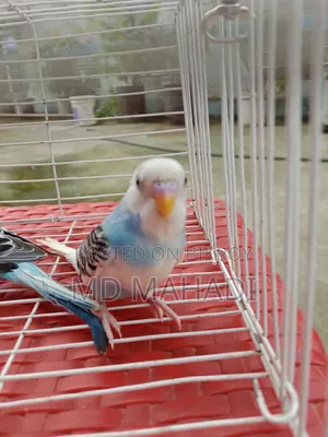 Mashallah a pair of budgerigar birds. Call to know details