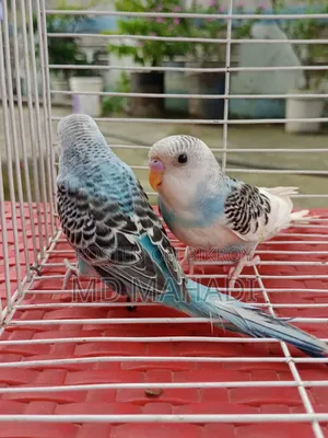 Mashallah a pair of budgerigar birds. Call to know details