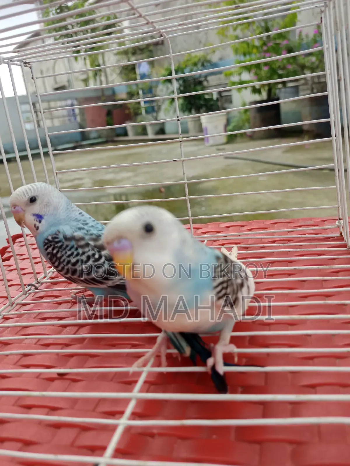 Mashallah a pair of budgerigar birds. Call to know details