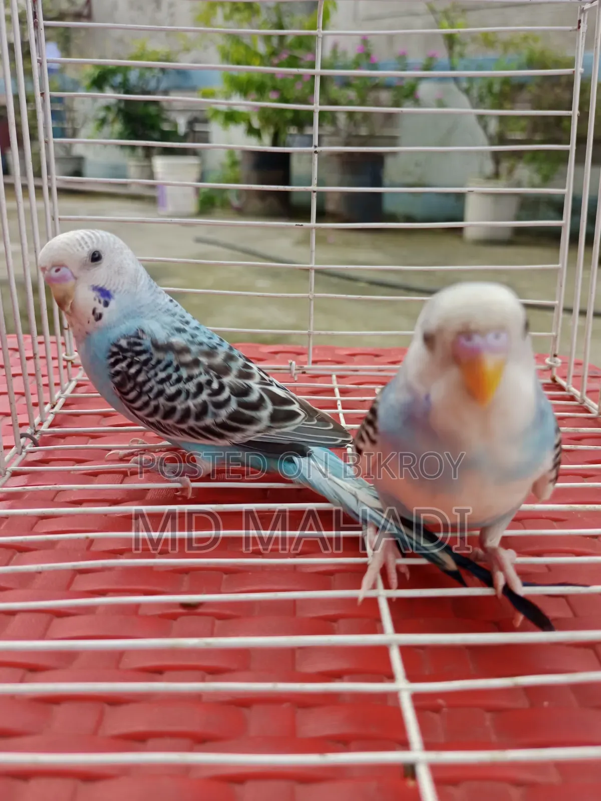 Mashallah a pair of budgerigar birds. Call to know details
