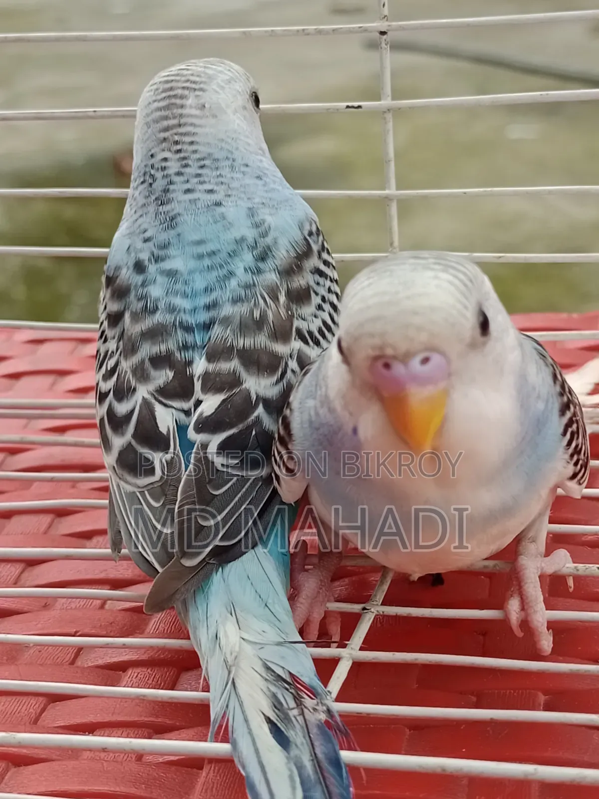 Mashallah a pair of budgerigar birds. Call to know details
