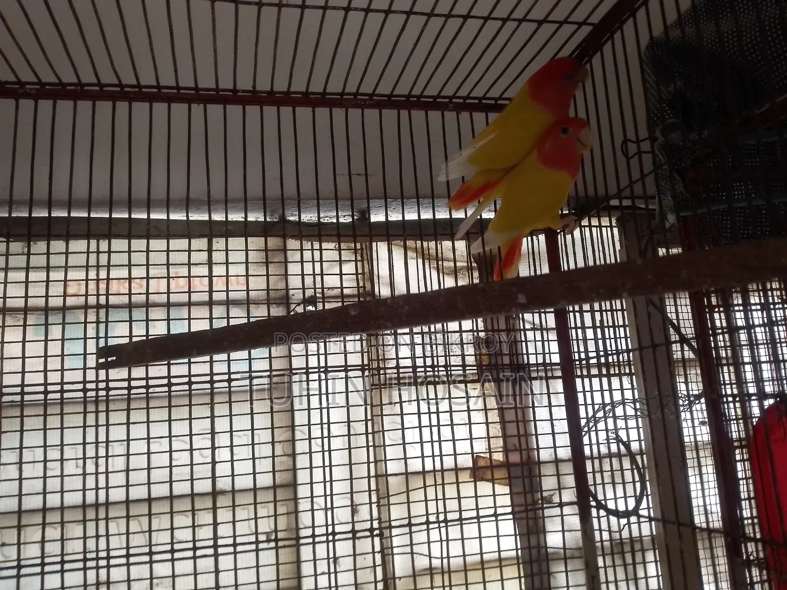 Love Bird (Red Head Opaline With DNA)