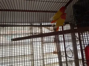 Love Bird (Red Head Opaline With DNA)