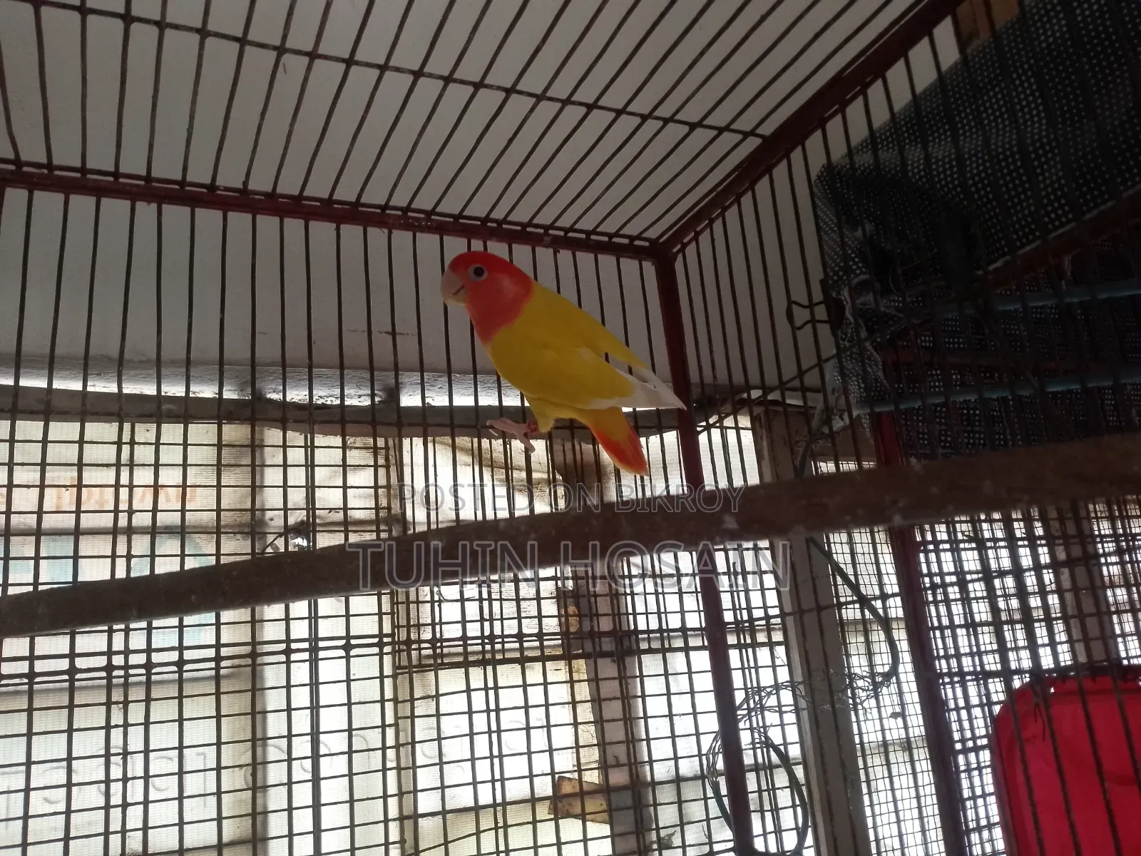 Love Bird (Red Head Opaline With DNA)