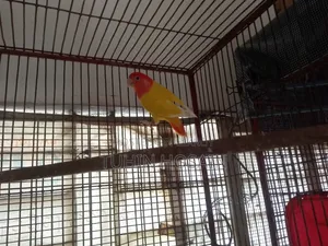 Love Bird (Red Head Opaline With DNA)