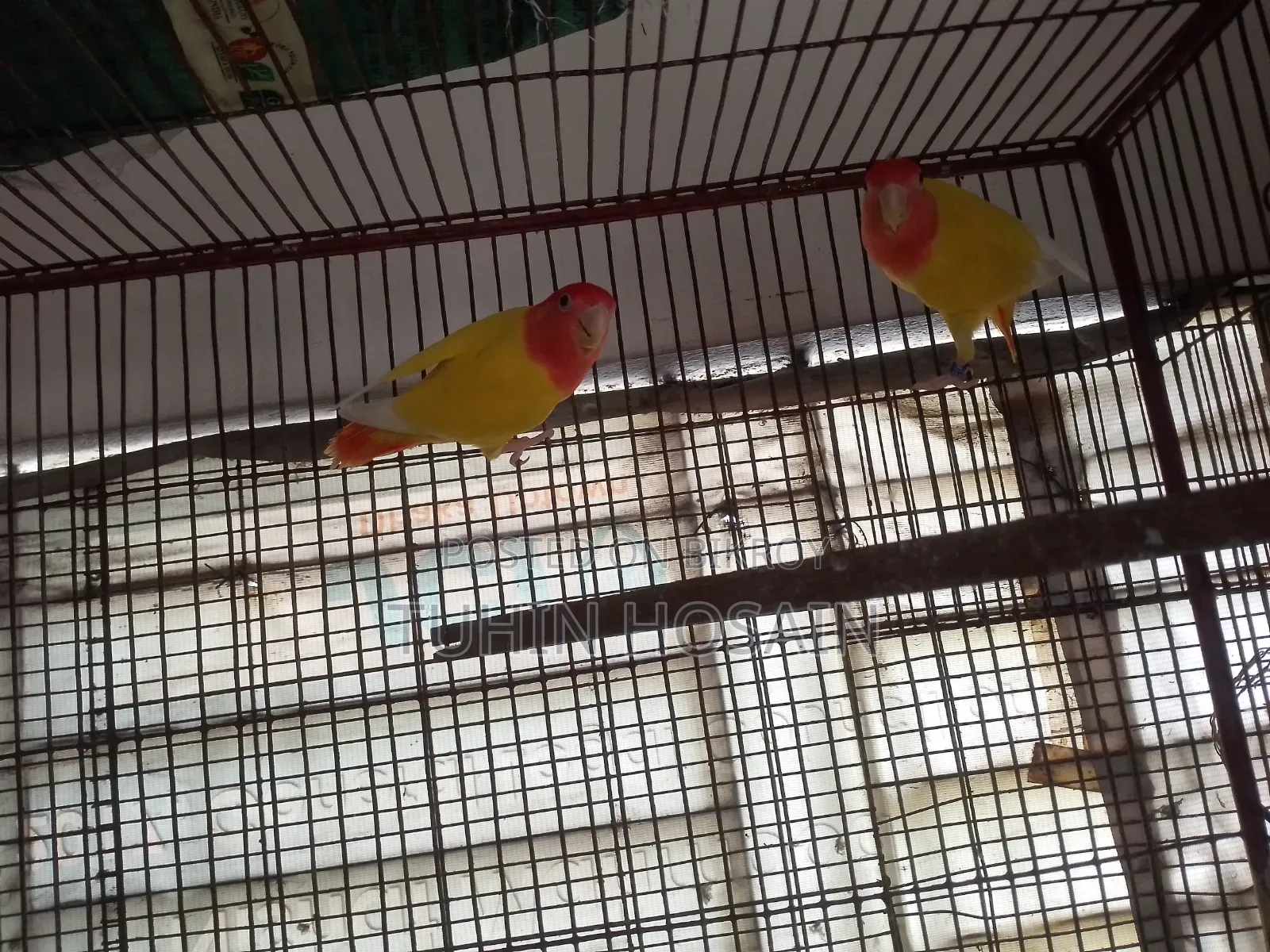 Love Bird (Red Head Opaline With DNA)