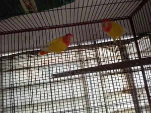 Love Bird (Red Head Opaline With DNA)