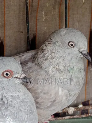 A pair of Giribaz running egg breeding pigeons call for details