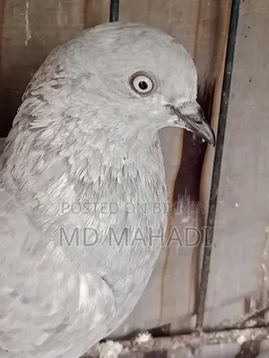A pair of Giribaz running egg breeding pigeons call for details