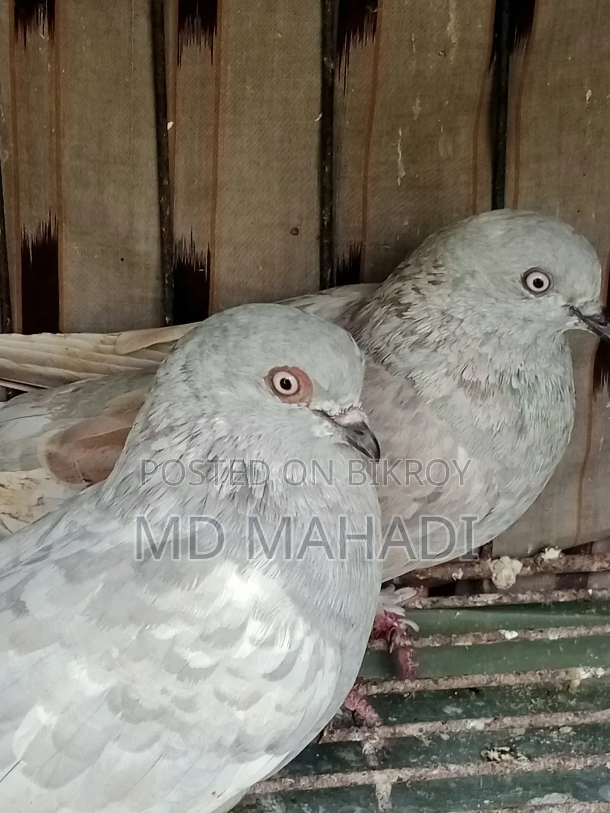 A pair of Giribaz running egg breeding pigeons call for details