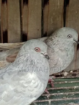 A pair of Giribaz running egg breeding pigeons call for details