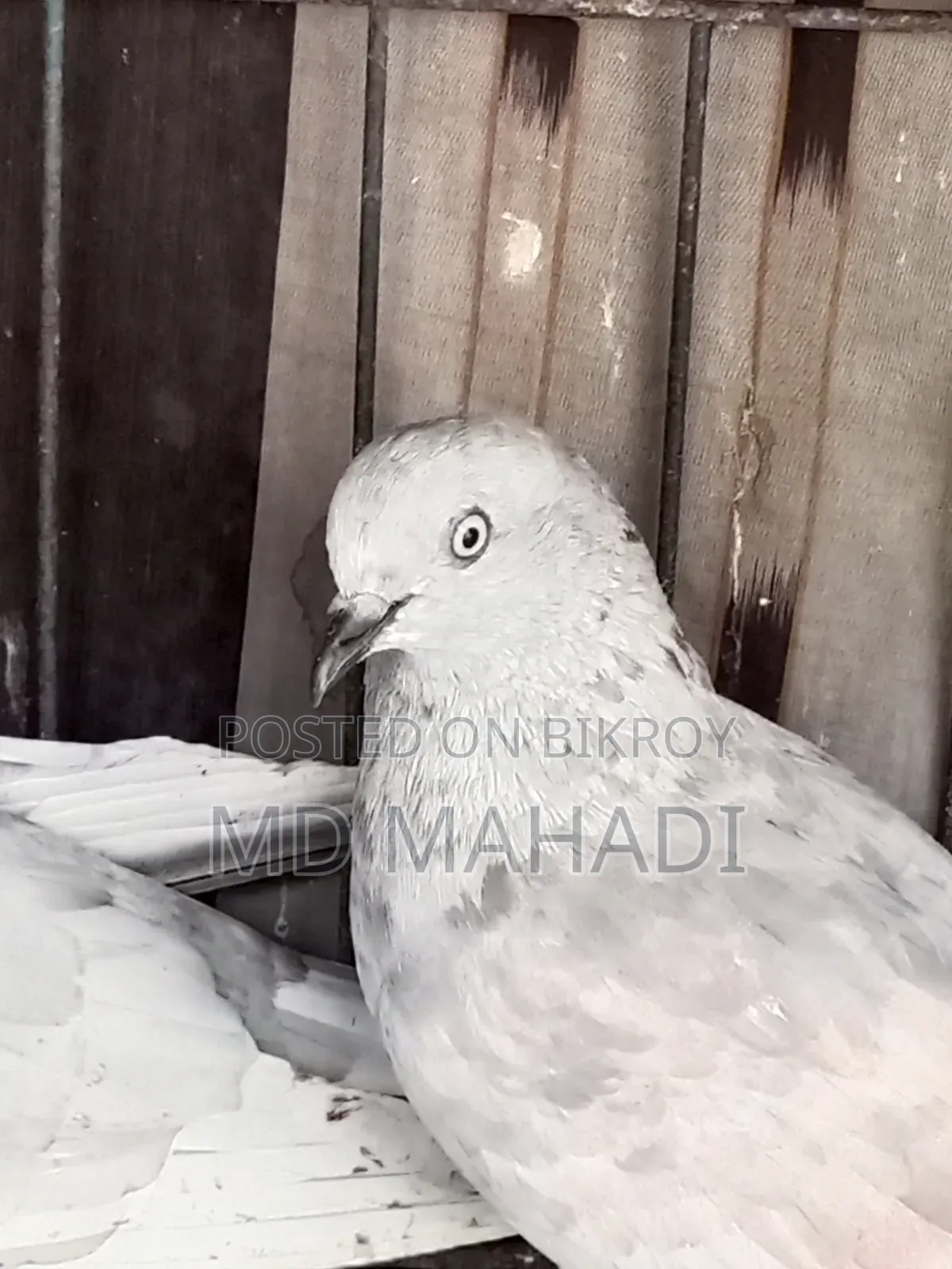 A pair of Giribaz running egg breeding pigeons call for details