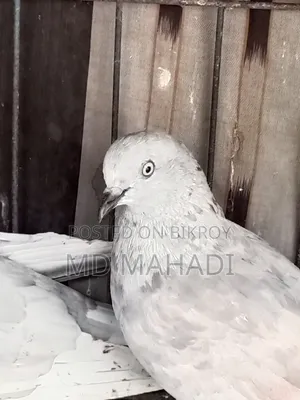 A pair of Giribaz running egg breeding pigeons call for details