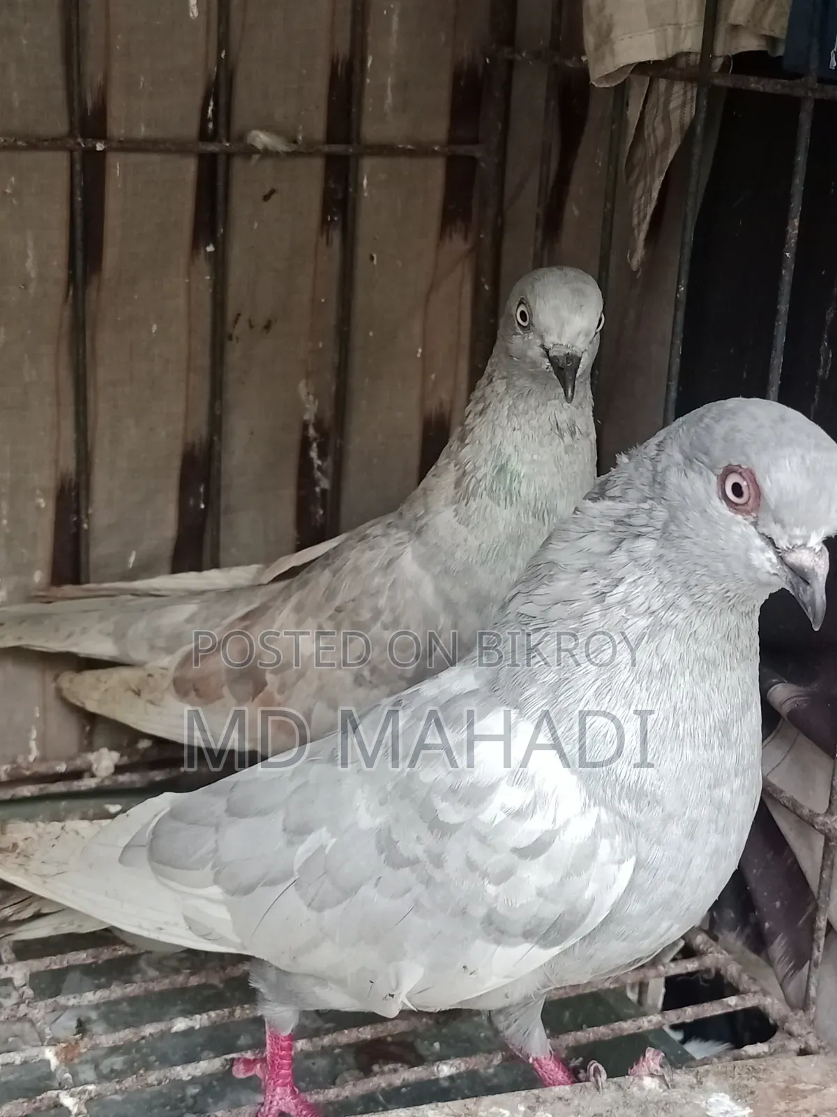 A pair of Giribaz running egg breeding pigeons call for details